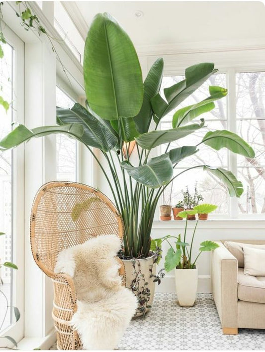 DO’S AND DONT’S OF DECORATING WITH PLANTS