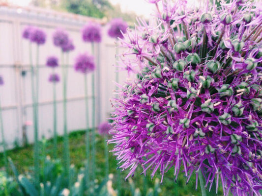 GROWING GARDEN FLOWERS