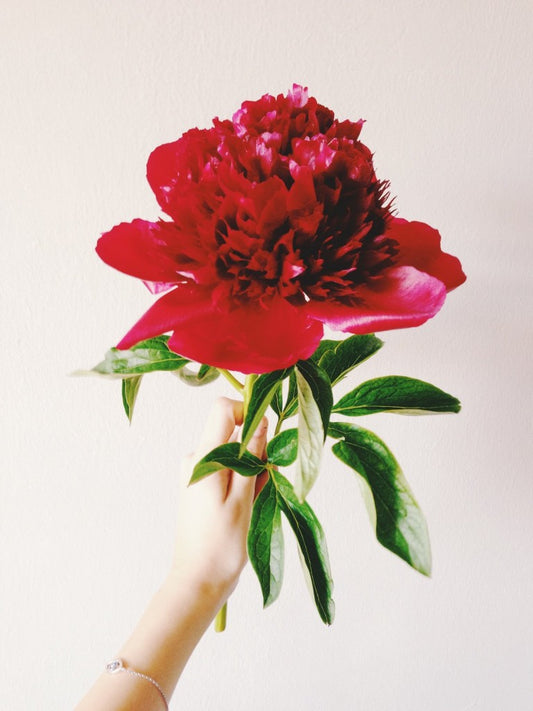 HOW TO GROW PEONIES