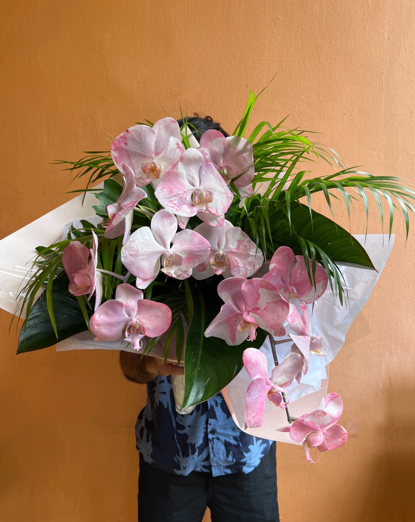 Phalaenopsis - Lure