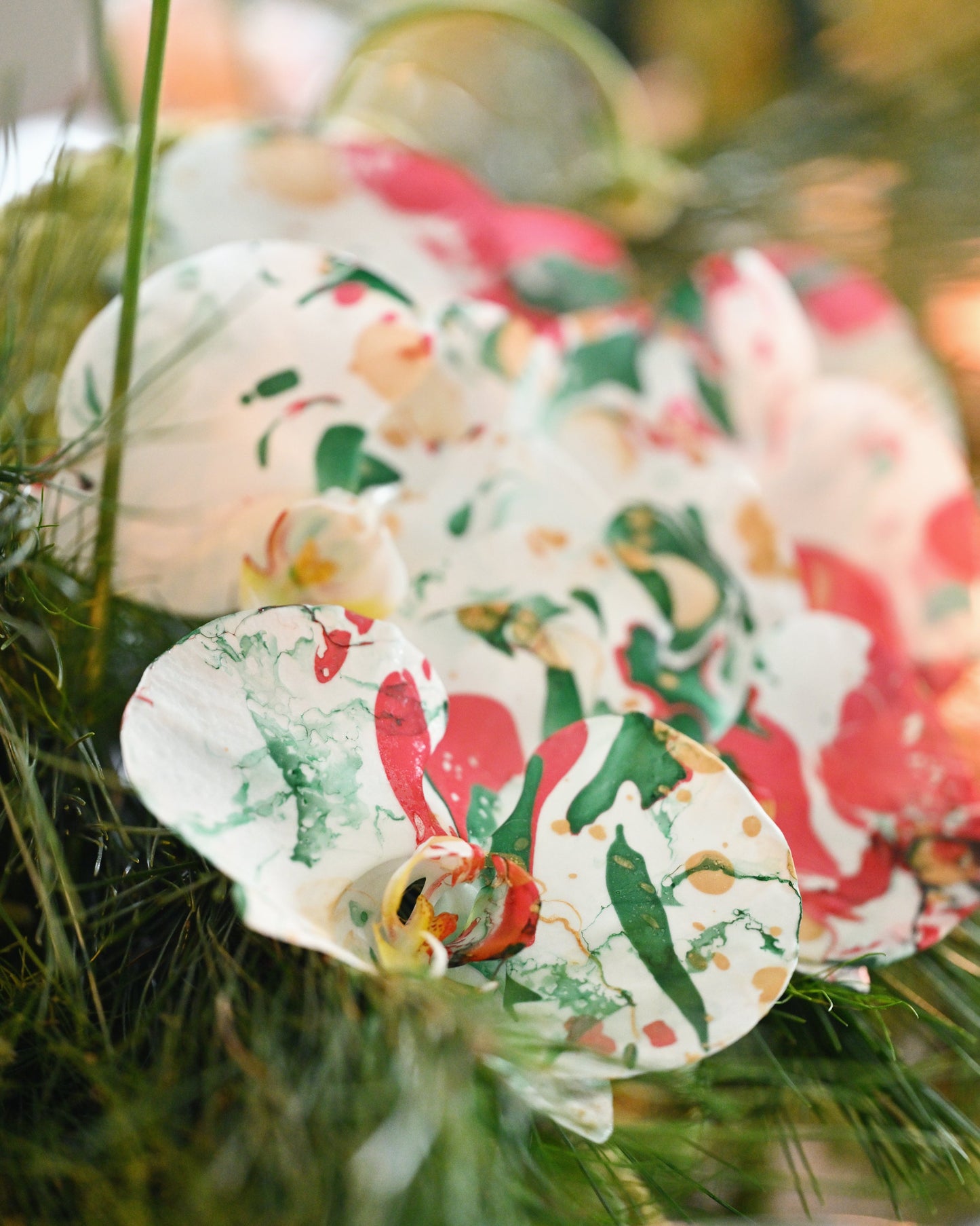 Phalaenopsis - Candy Cane 🎄