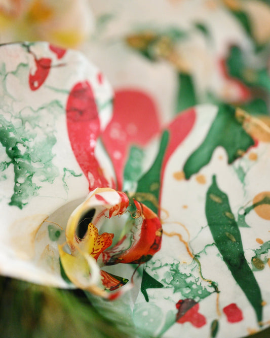 Phalaenopsis - Candy Cane 🎄