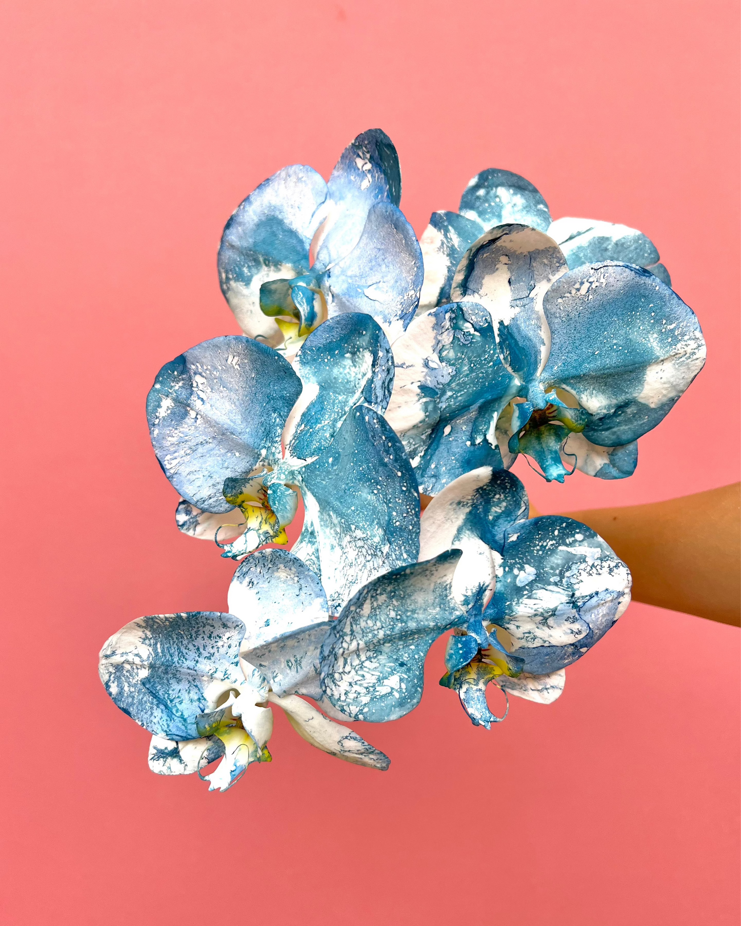 Phalaenopsis - Porcelaine