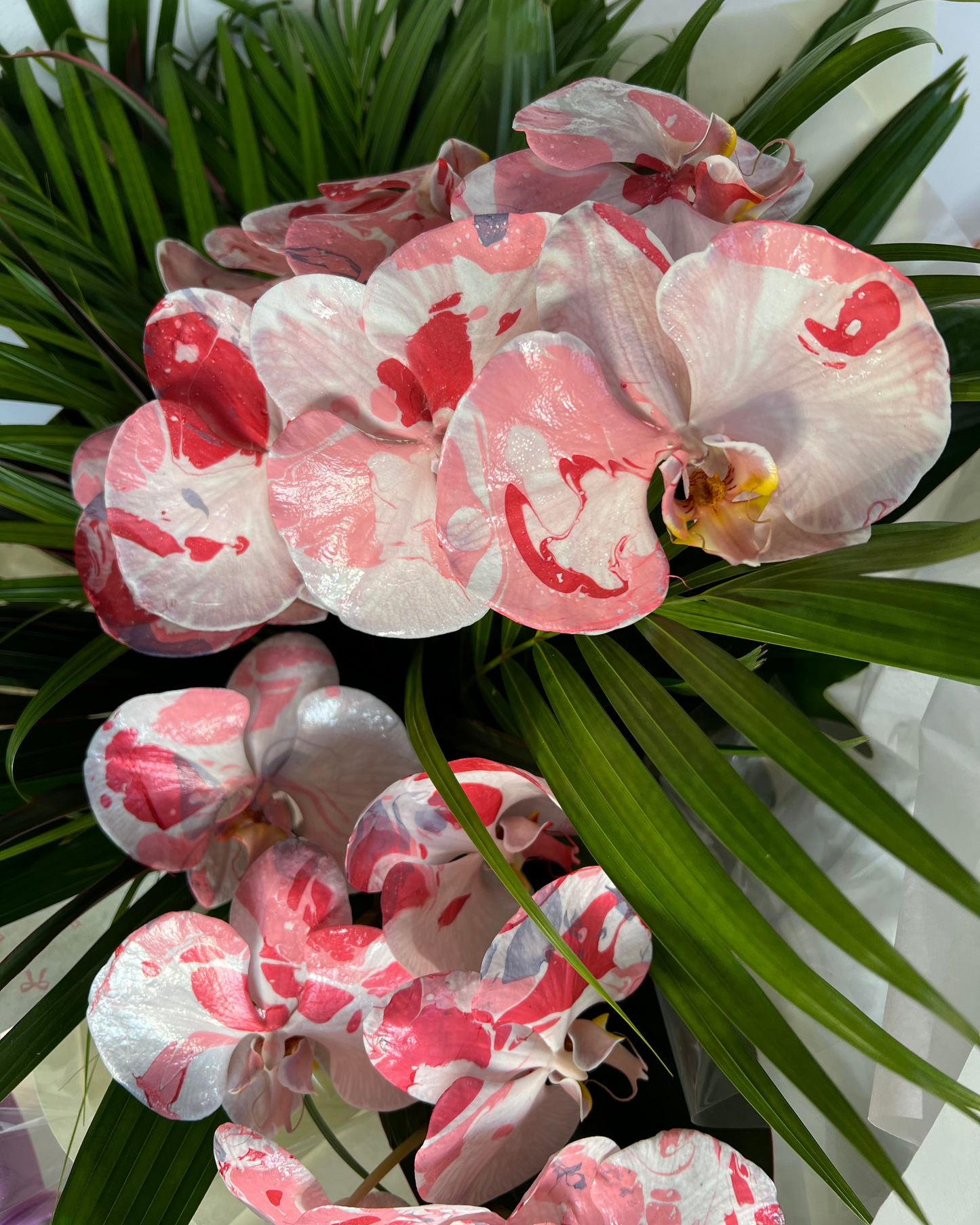 Phalaenopsis - Lure
