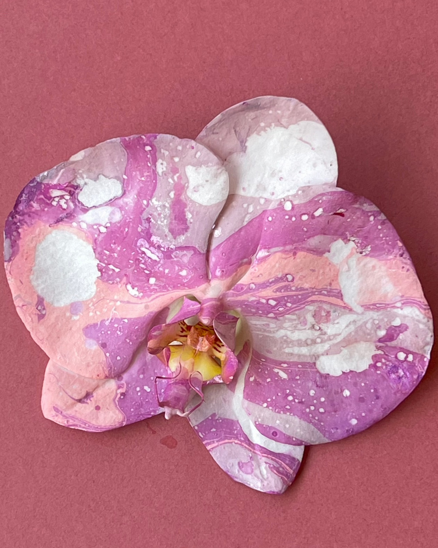 Phalaenopsis - Lure