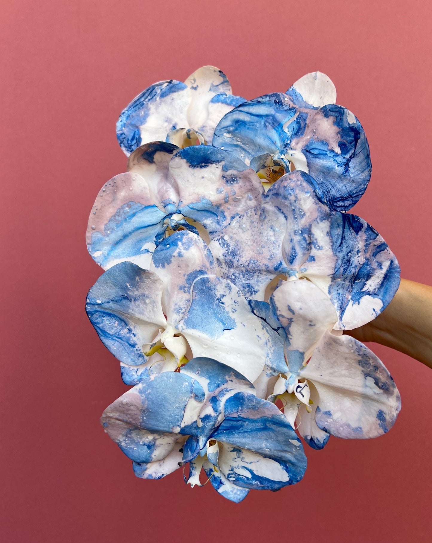 Phalaenopsis - Porcelaine