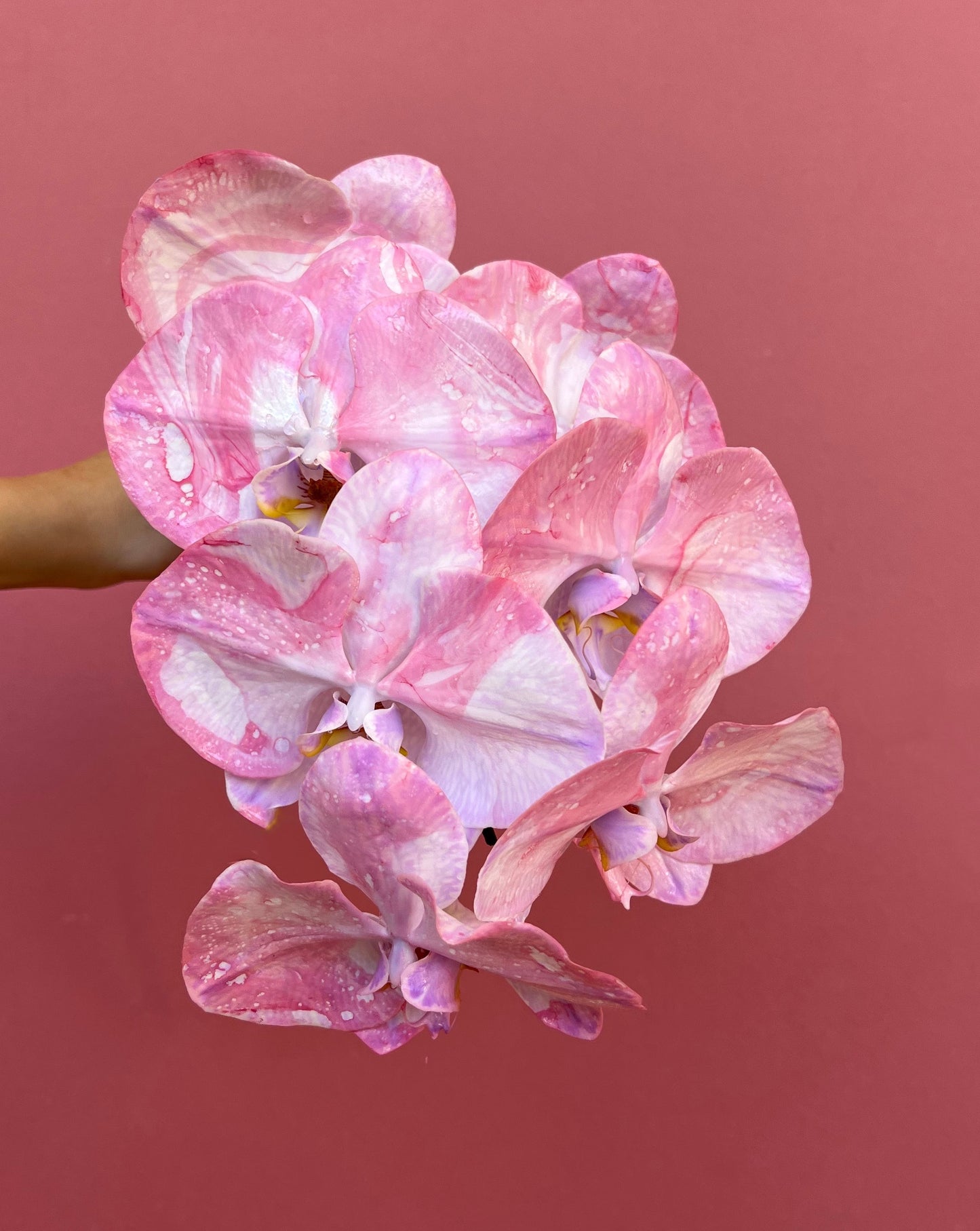 Phalaenopsis - Lure
