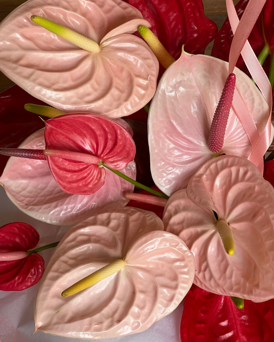 Anthurium Cluster Centrepiece