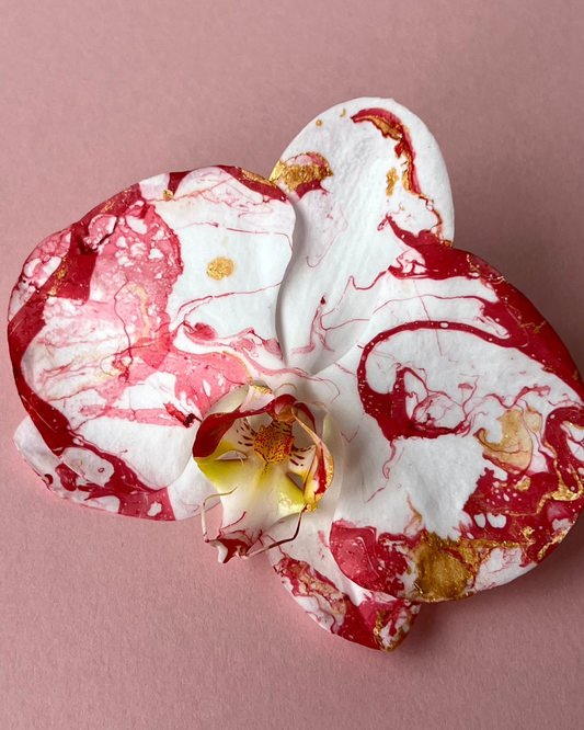 Phalaenopsis - Noel 🎄