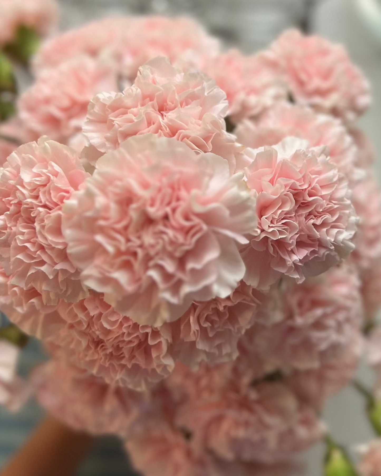 Carnation Cluster Centrepiece