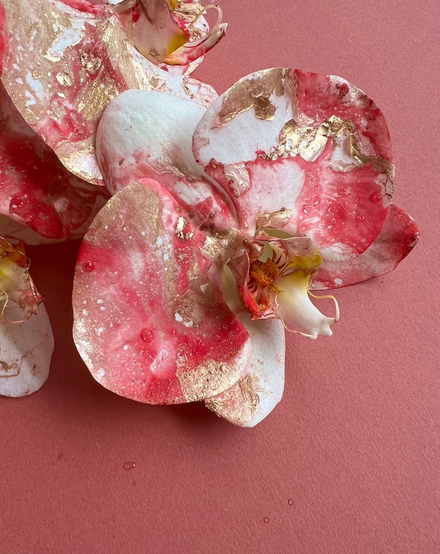 Phalaenopsis - Noel 🎄