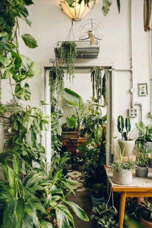 GETTING STARTED WITH HOUSEHOLD PLANTS