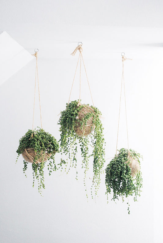 PERFECT PLANTS TO LIVEN UP YOUR HOME