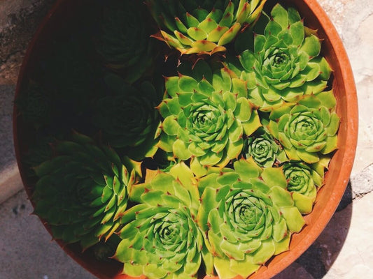 HOW TO GROW SUCCULENTS AT HOME
