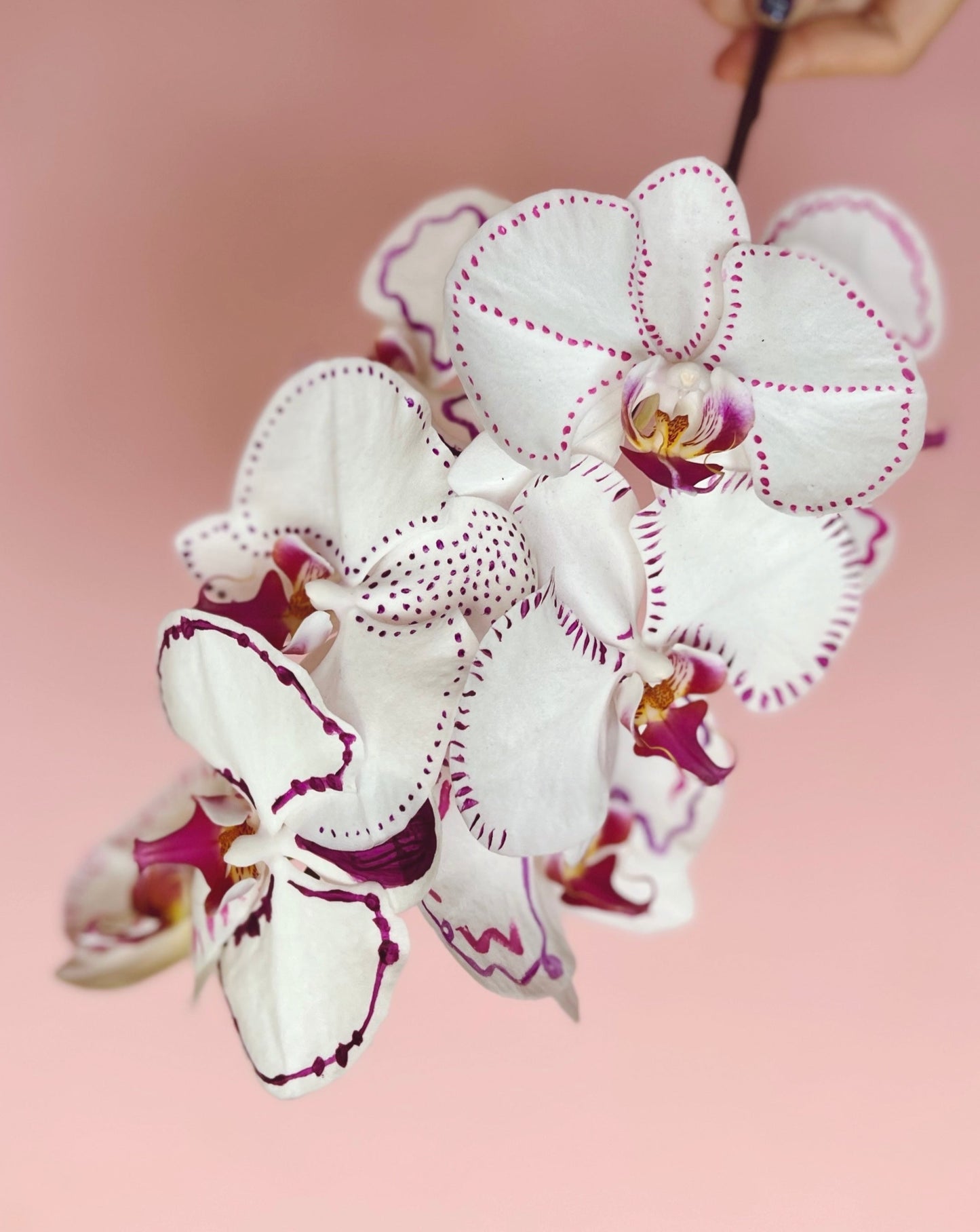 Phalaenopsis - Embroidery