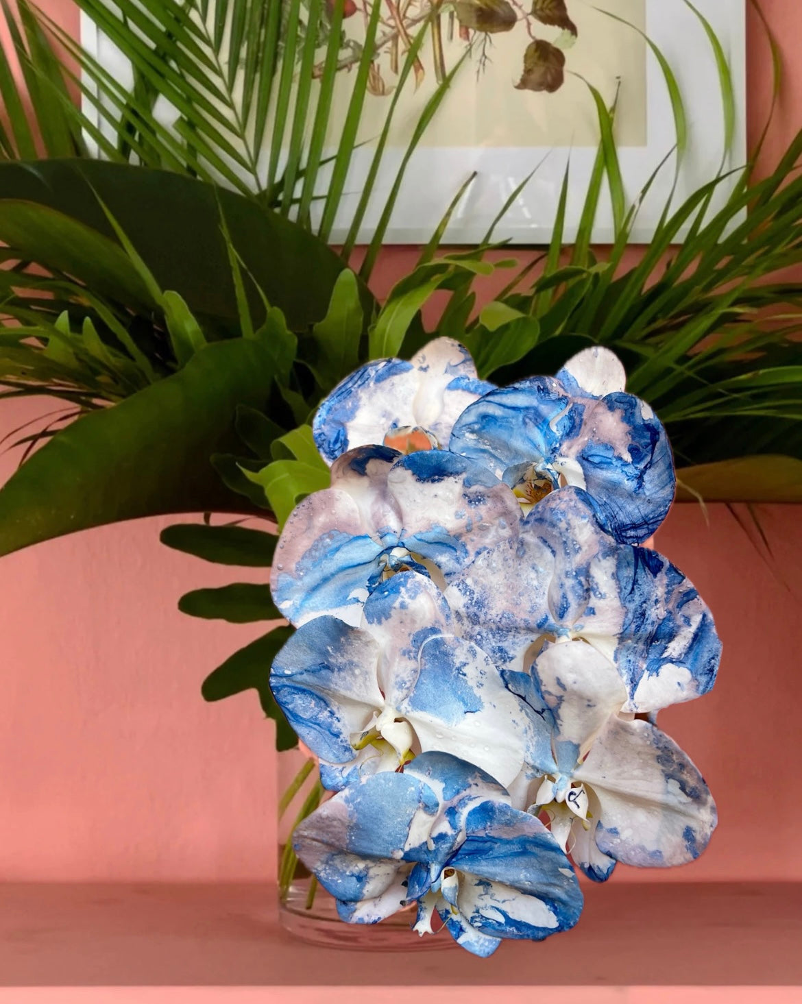 Phalaenopsis - Porcelaine
