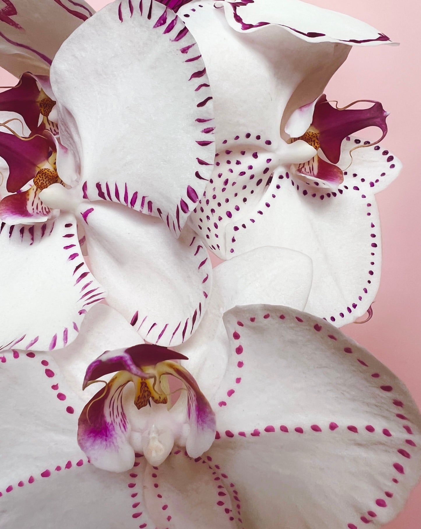 Phalaenopsis - Embroidery