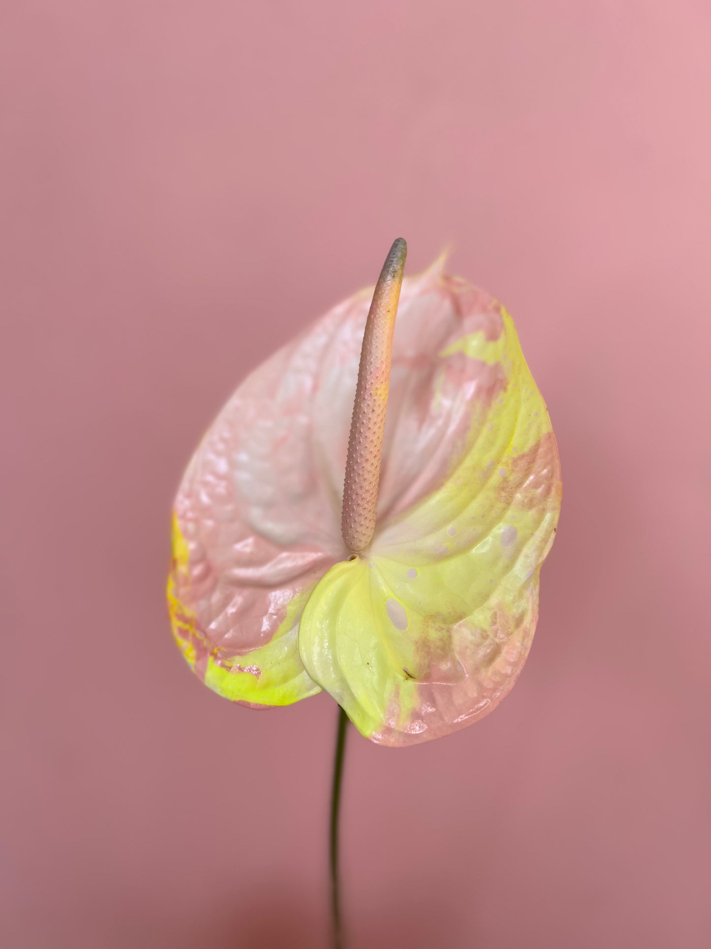 Anthurium - Acid