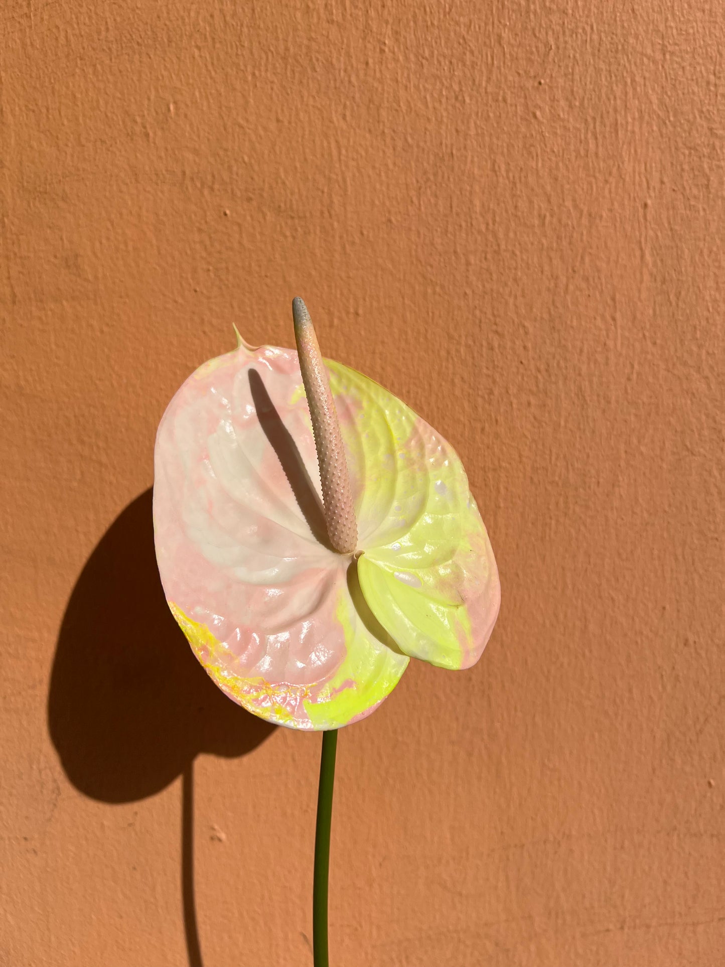 Anthurium - Acid