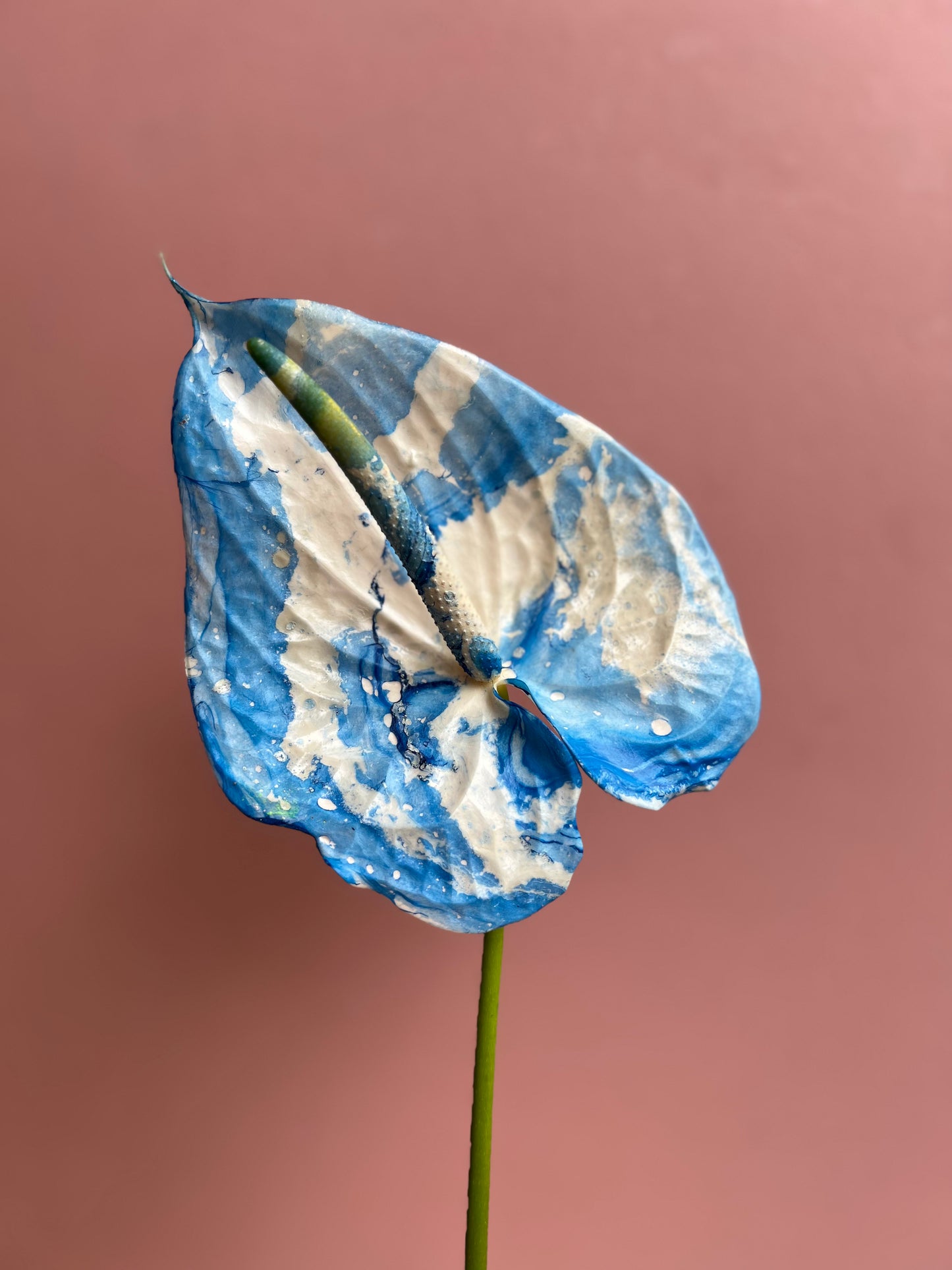 Anthurium - Glacier