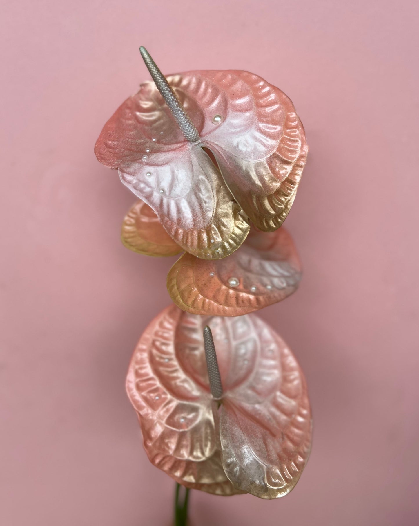 Anthurium - Pearl