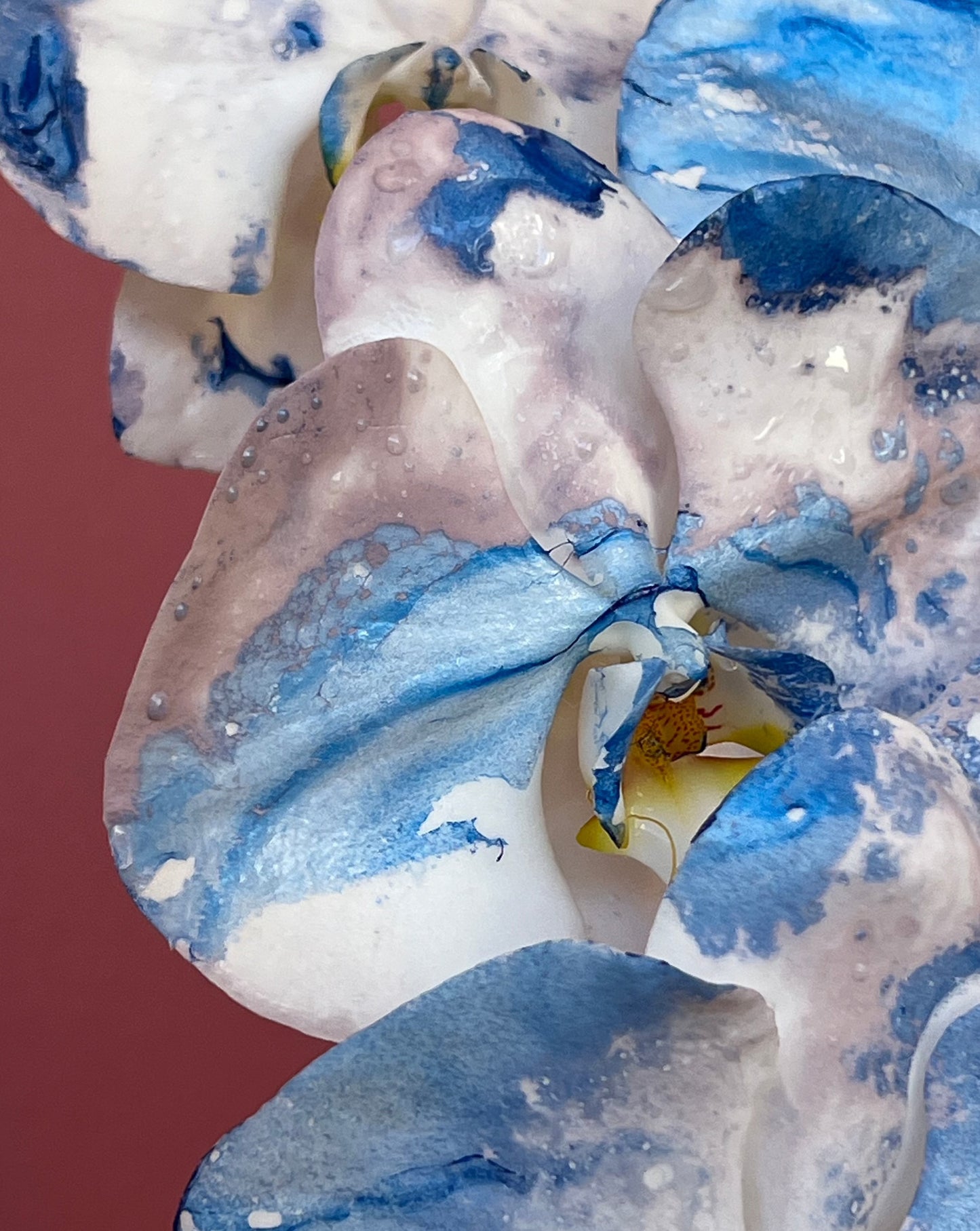 Phalaenopsis - Porcelaine