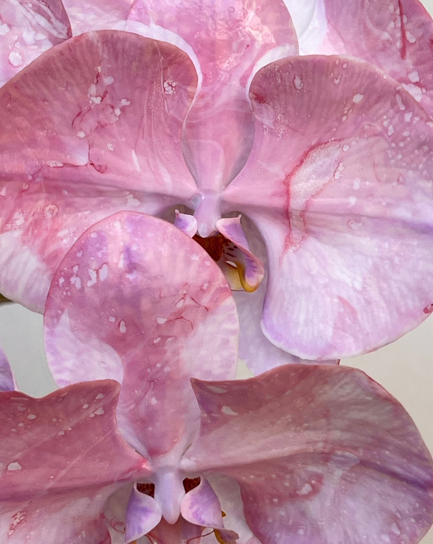 Phalaenopsis - Lure