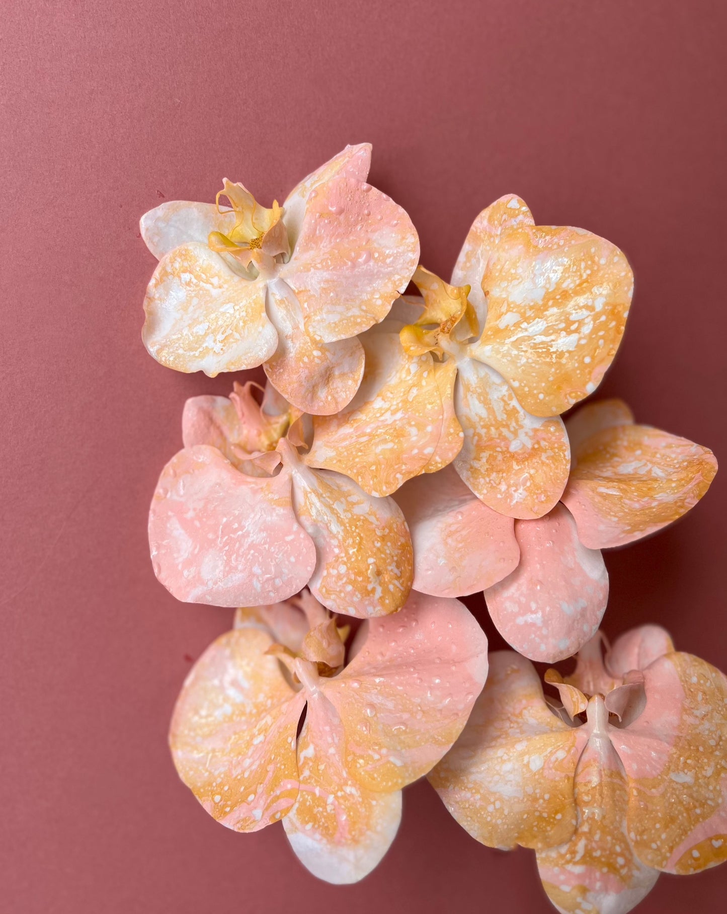 Phalaenopsis - Peachy