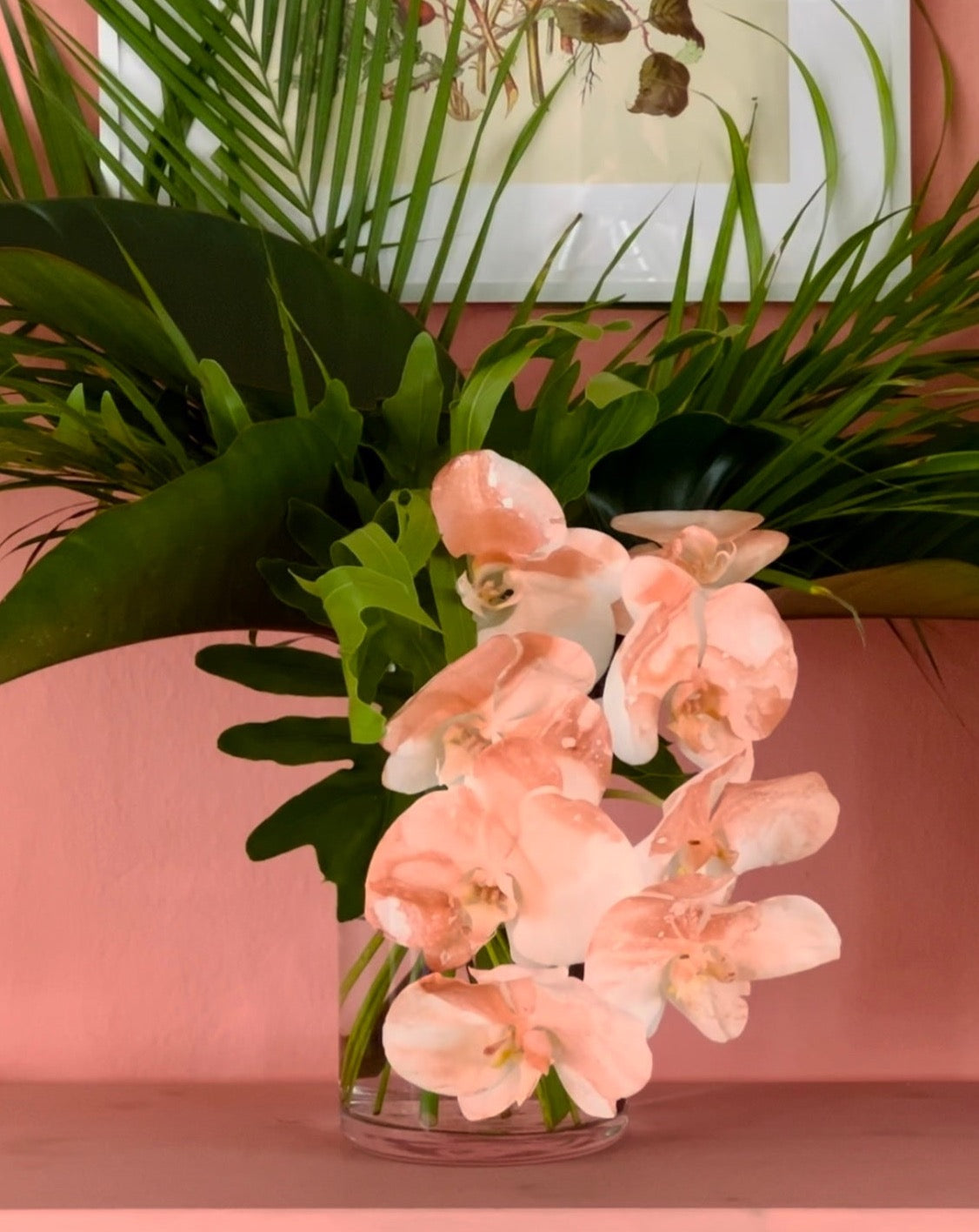 Phalaenopsis - Candy Swirl
