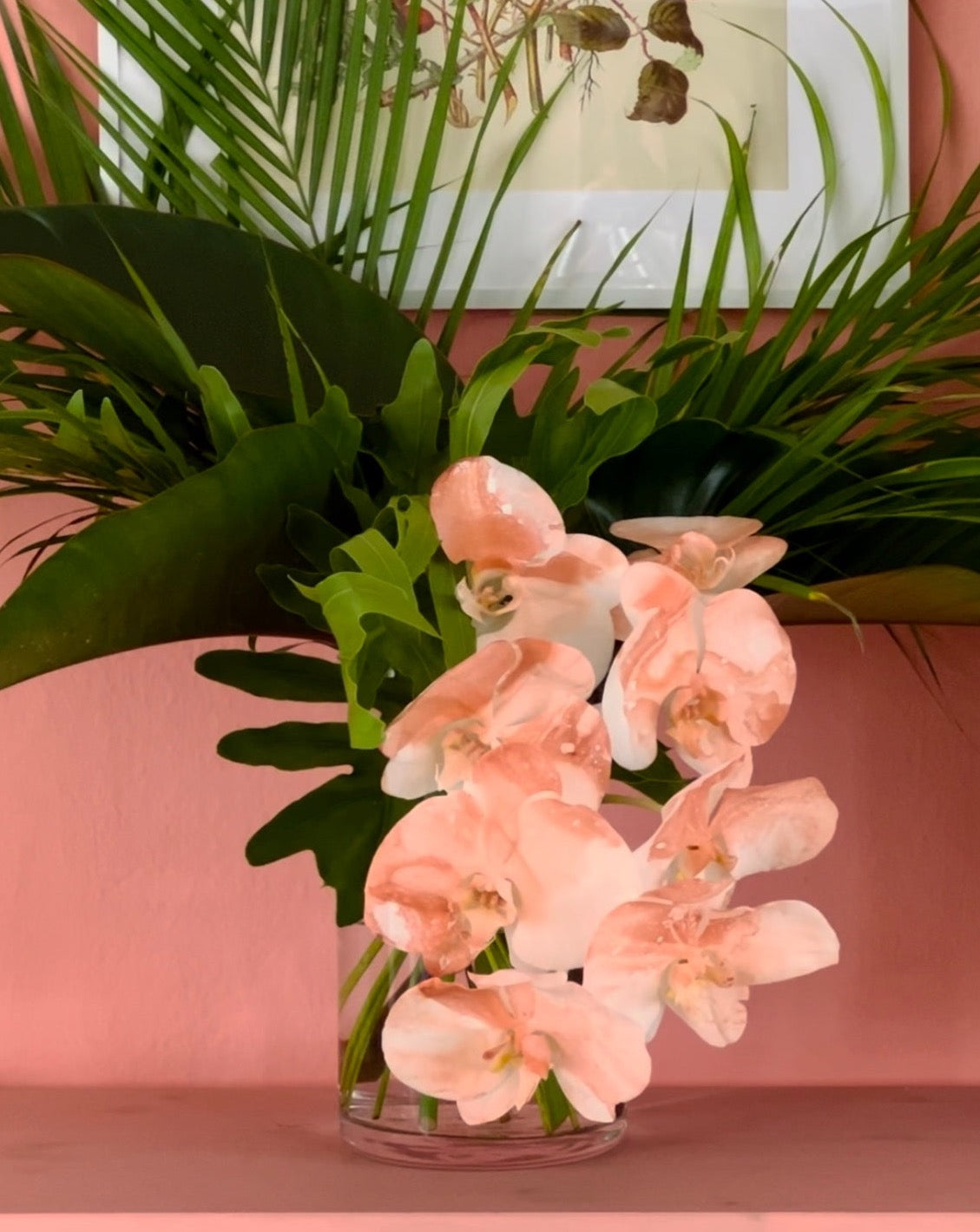 Phalaenopsis - Beryl