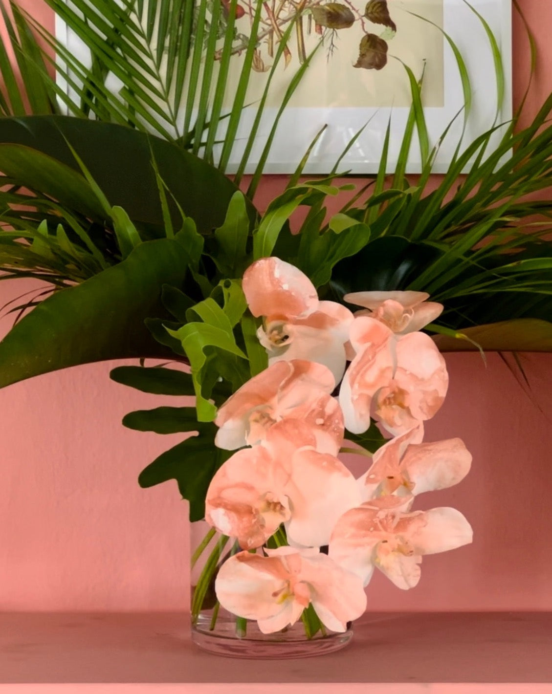 Phalaenopsis - Peachy