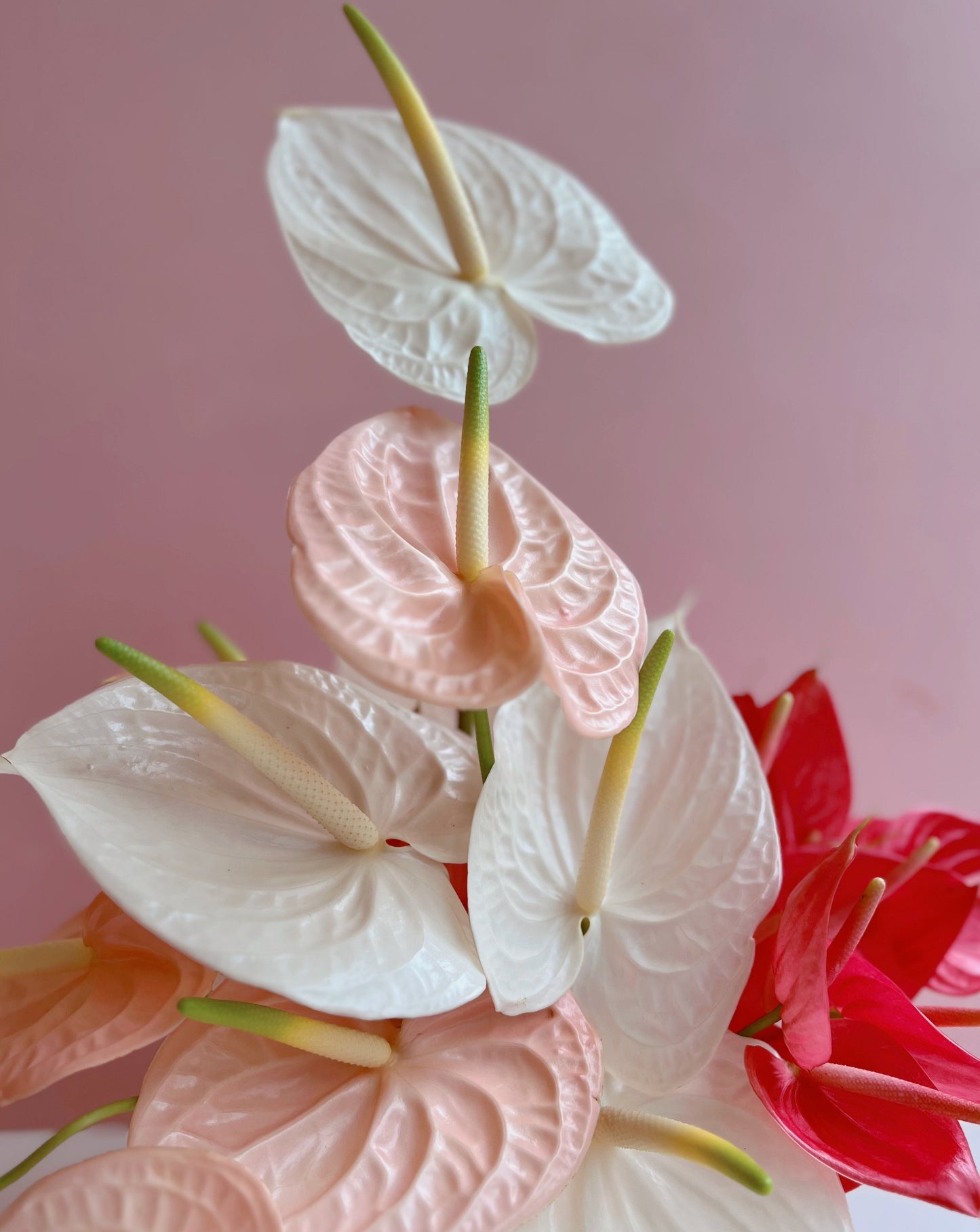 Anthurium Cluster Centrepiece