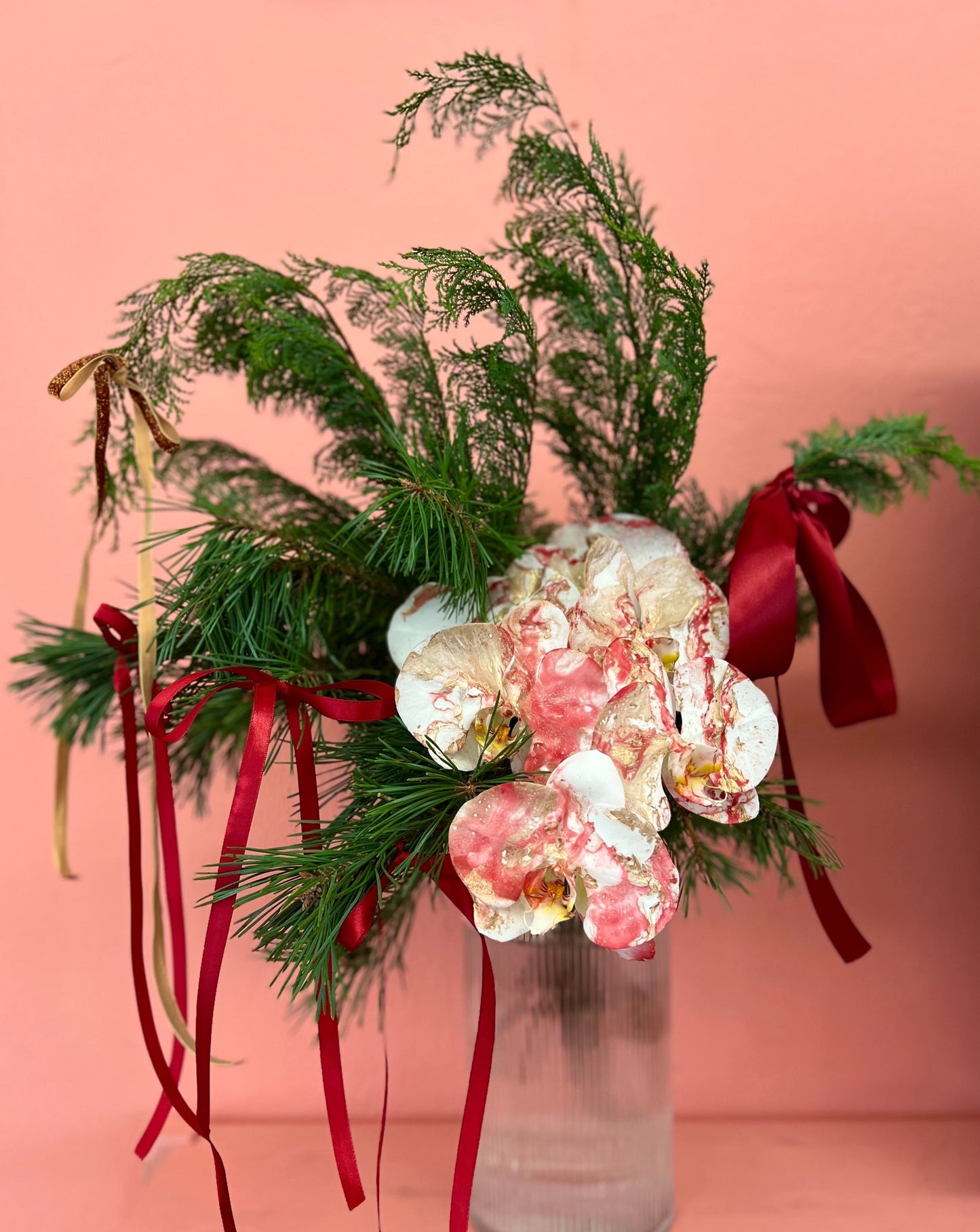 Phalaenopsis - Noel 🎄