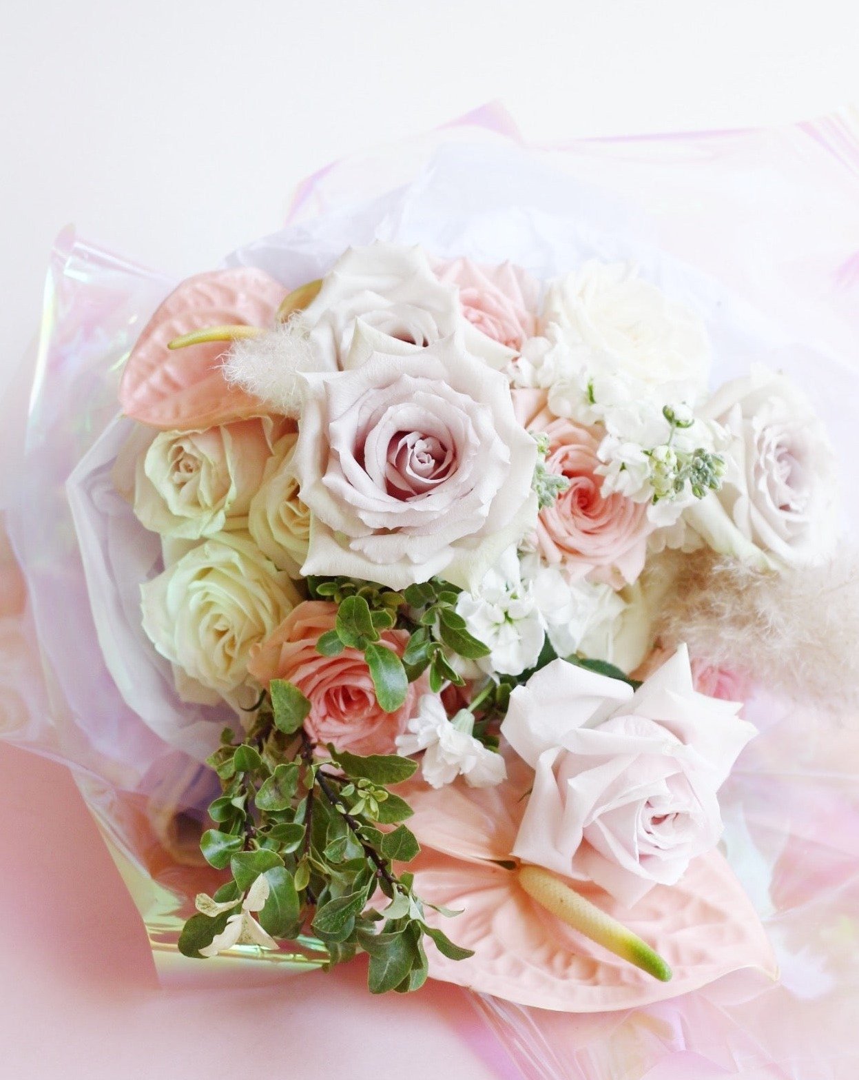 All Day Rose